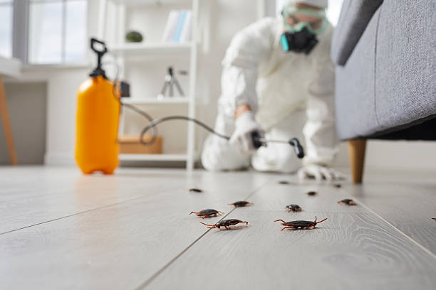 Affordable Termite Control solutions in Desert Palms, CA
